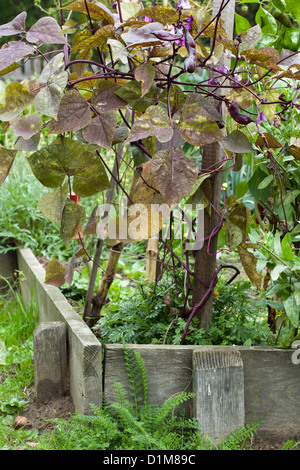 Dolichos Lablab - Hyacinth Bean; Indische Bohne. Stockfoto