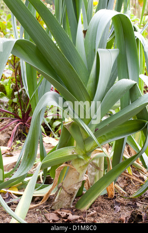 Allium Ampeloprasum var. Porrum - Lauch Stockfoto