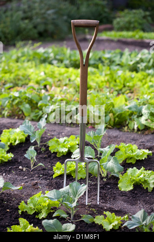 Edelstahl Garten Gabel im Gemüsegarten. Stockfoto