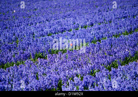 Eine andere rote Tulpe in einem Feld von Blaue Hyazinthen im Großraum Blume Birne in Holland. Stockfoto