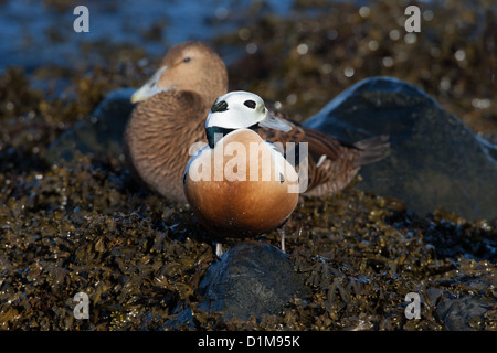 Steller der Eider Polysticta Stelleri mit weiblichen nördlichen Eiderente Somateria Mollissima, Varanger, Finnmark, Norwegen Stockfoto