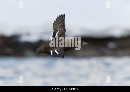 Steller der Eider Polysticta Stelleri Varanger, Finnmark, Norwegen Stockfoto