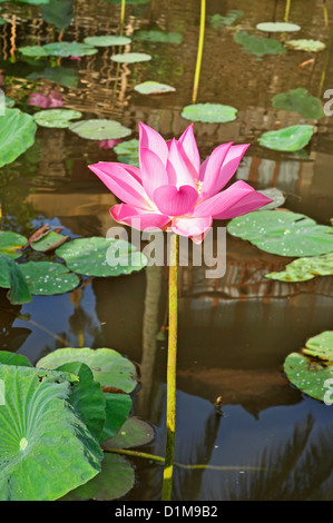 Indonesien, Bali, Ubud, Lotusblüte im pool Stockfoto