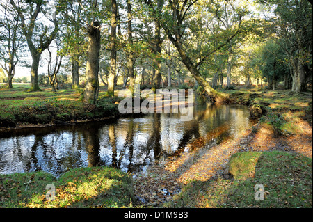 Fluss, der durch einen dichten altem Holz Stockfoto