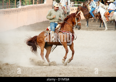 Mexikanische Charro Reiter auf tänzelnden Pferd, TX, USA Stockfoto