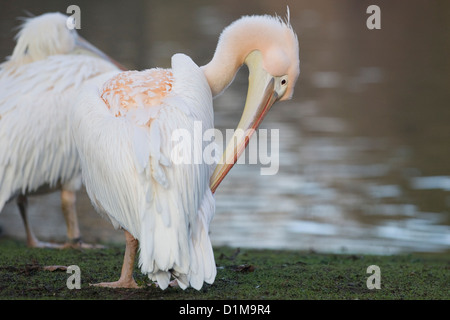 Pelikane am See in London England großer weißer Pelikan Pelecanus onocrotalus Stockfoto