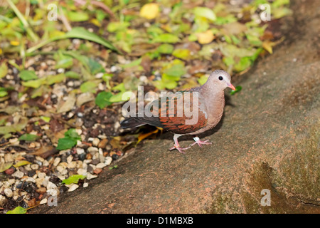 Gemeinsamen Emerald Dove (oder grün-Winged Taube) (Chalcophaps Indica), Randers Regnskov Zoo, Randers, Dänemark Stockfoto