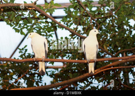 Paar Pied Imperial Tauben (Ducula bicolor) in Randers Regnskov Zoo auf einem Ast, Dänemark Stockfoto