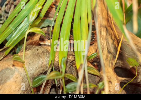 South American Bushmaster Schlange (Lachesis Muta) versteckt sich hinter einer Palme verlassen, Randers Regnskov Zoo, Randers, Dänemark Stockfoto