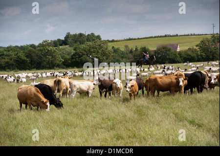 Schafe und Rinder auf dem Pferderücken aufrunden. UK Stockfoto