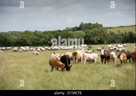 Schafe und Rinder auf dem Pferderücken aufrunden. UK Stockfoto