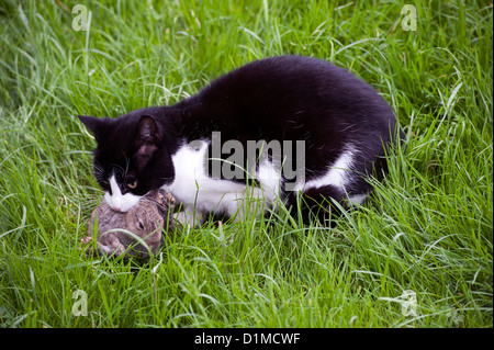 Katze spielt mit frisch gefangenen jungen Kaninchen. Stockfoto