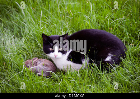 Katze spielt mit frisch gefangenen jungen Kaninchen. Stockfoto