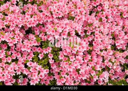 Kurume Azalee Busch in voller Frühling blühen Stockfoto