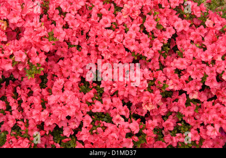 Kurume Azalee Busch in voller Frühling blühen Stockfoto