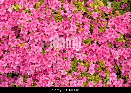 Kurume Azalee Busch in voller Frühling blühen Stockfoto