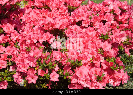 Kurume Azalee Busch in voller Frühling blühen Stockfoto