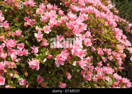 Kurume Azalee Busch in voller Frühling blühen Stockfoto