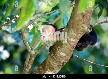 Wild Baby White-faced Capuchin Affen in Manuel Antonio Nationalpark, Costa Rica Stockfoto