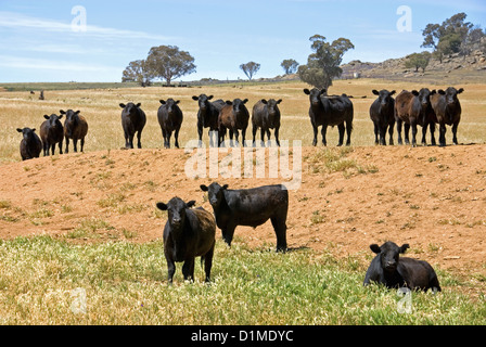 Black Angus-Rinder stehen um die Seiten des einen Damm, auf einem Bauernhof, im südwestlichen New South Wales, Australien Stockfoto