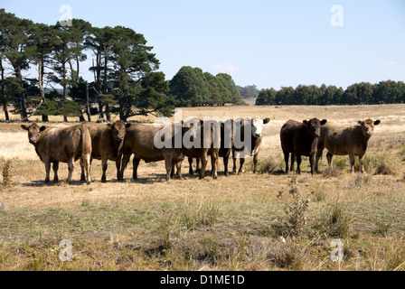 Murray Grauvieh stehend in ein Fahrerlager, New-South.Wales, Australien Stockfoto