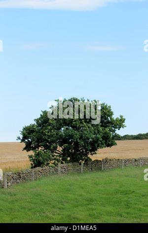 Einsamer Baum und Trockenmauer in englischen Landschaft. Stockfoto