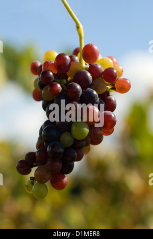 Trauben an einem Weinstock reif für die Ernte Stockfoto
