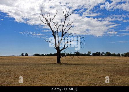 Ein toter Baum auf einem Bauernhof in North-Western Victoria, Australien Stockfoto