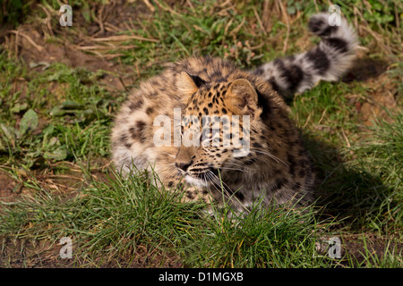 Amur-Leopard Cub, 2 Monate alt. Stockfoto