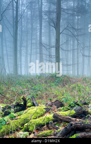 Hovingham Immobilien Wald an einem nebeligen Wintertag, North Yorkshire. Stockfoto