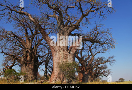 berühmten Baines Baobabs, die schlafenden Schwestern, Botsuana Stockfoto