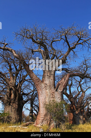 berühmten Baines Baobabs, die schlafenden Schwestern, Botsuana Stockfoto