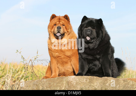 Dog Chow Chow-chow zwei Erwachsene rot und schwarz (Langhaar und Kurzhaar) auf einem Felsen sitzen Stockfoto