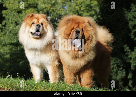 Hund Chow-Chow Chow-chow Rot zwei Erwachsene stehen in einem Wald Stockfoto