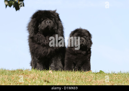 Dog Chow Chow-chow Erwachsene und Welpen schwarz sitzen auf einer Wiese Stockfoto