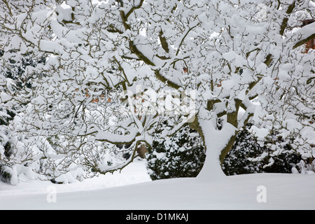 Dormansland, Surrey, England. Magnolie im dicken Schnee bedeckt nach Blizzard. Stockfoto