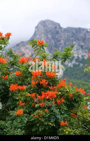 Sóller, Mallorca, Balearen, Spanien. Orange Blumen von gemeinsamen Trumpet Creeper (Campsis Radicans) unter Berggipfel. Stockfoto