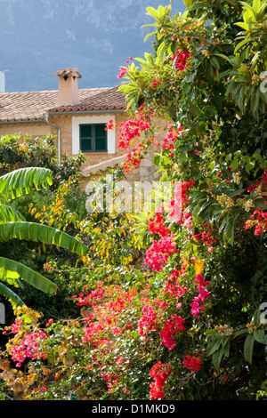 Sóller, Mallorca, Balearen, Spanien. Bunte Blumen inmitten üppiger Vegetation am Rande der Stadt. Stockfoto