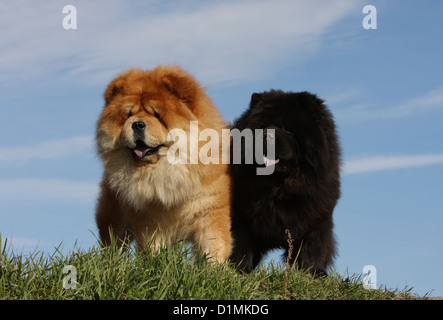 Hund Chow Chow-chow zwei Erwachsene rot und schwarz stehen auf einer Wiese Stockfoto