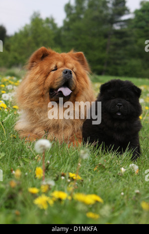 Dog Chow Chow-chow Erwachsene und Welpen (rot und schwarz) auf einer Wiese Stockfoto