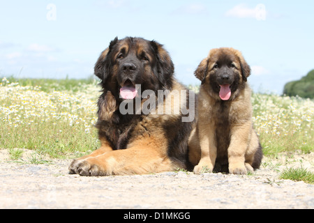 Hund, Leonberger Erwachsene und Welpen, die auf einer Wiese liegend Stockfoto