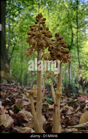 Vogelnest-Orchidee Neottia Nidus-Avis in Buchenholz Stockfoto
