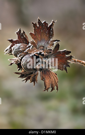 Hazel Corylus Avellana Muttern im Winter mit frost Stockfoto