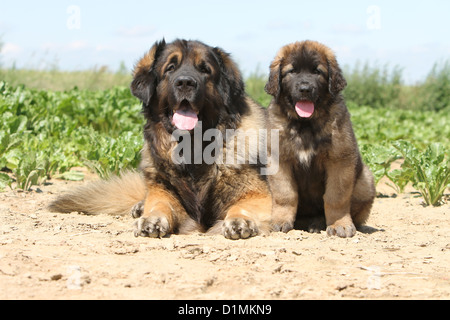 Leonberger Erwachsenen Hund und Welpen liegen in einem Feld Stockfoto