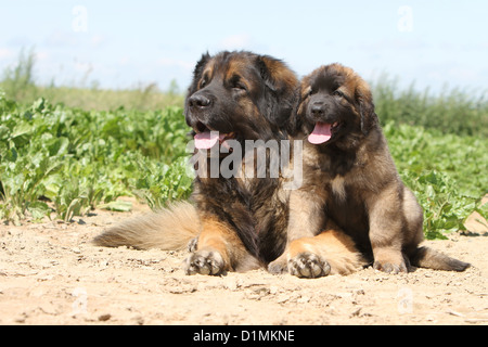 Leonberger Erwachsenen Hund und Welpen liegen in einem Feld Stockfoto