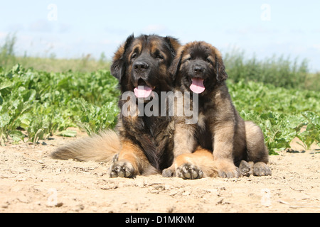 Leonberger Erwachsenen Hund und Welpen liegen in einem Feld Stockfoto