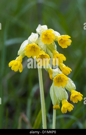 Primula Veris Schlüsselblume Stockfoto