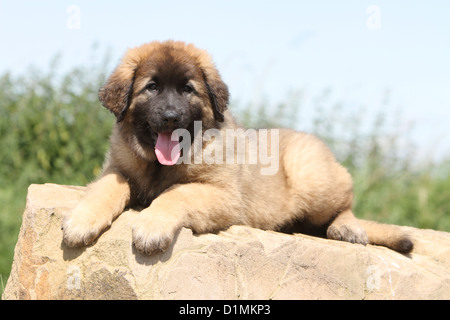 Leonberger Welpen auf einem Felsen liegenden Hund Stockfoto