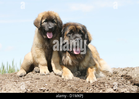 Leonberger Erwachsenen Hund und Welpen Stockfoto