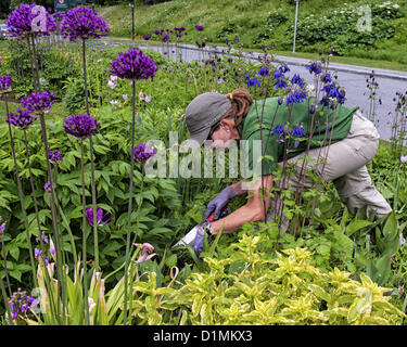 30. Juni 2012 - Girdwood, Alaska, USA - A bei der Arbeit im Blumengarten der Alyeska Resort & Hotel, das 4-Sterne-, das ganze Jahr über Resort in Girdwood, Alaska, 27 Meilen (44Â km) von Anchorage Botaniker. (Kredit-Bild: © Arnold Drapkin/ZUMAPRESS.com) Stockfoto